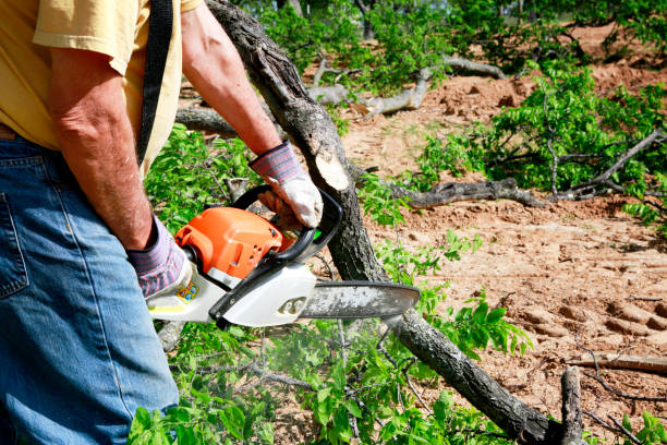 Tree and Shrub Care in Siler City, NC